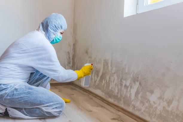 Licensed Basement Mold Remediation service in Hudson, MI - Car Mold Remediation