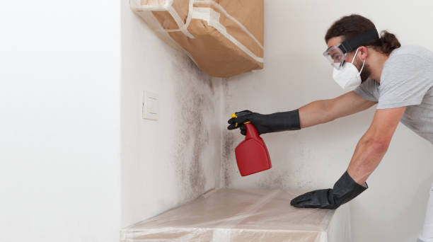 Professional Basement Mold Remediation technician working in Hudson, MI