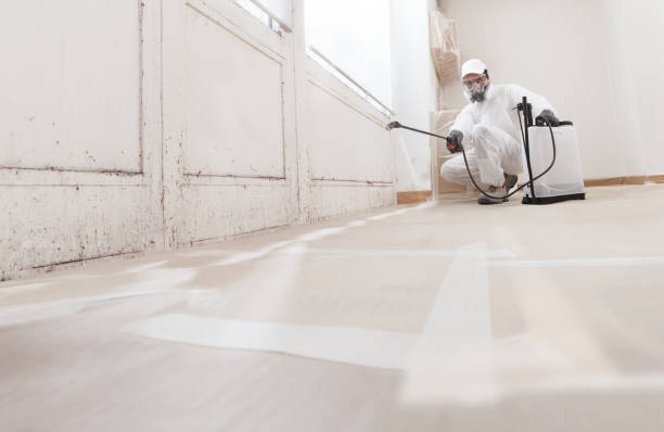 24/7 Emergency Basement Mold Remediation experts in Hudson, MI