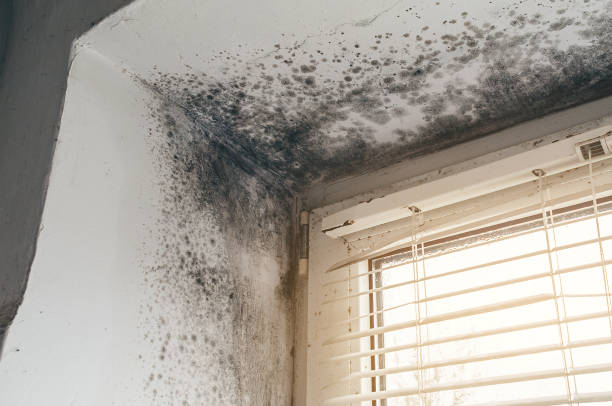 Affordable Basement Mold Remediation solutions in Hudson, MI