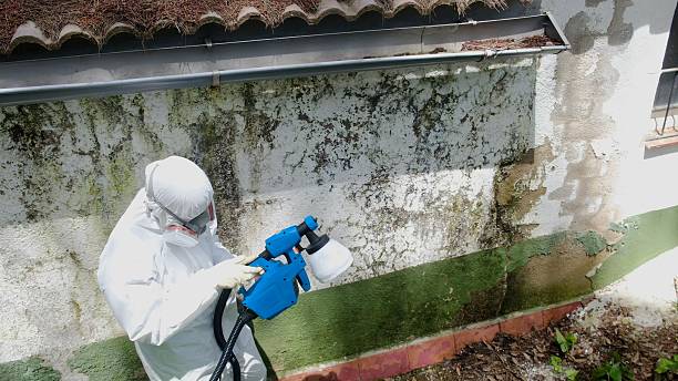 Top rated local Basement Mold Remediation specialists in Hudson, MI